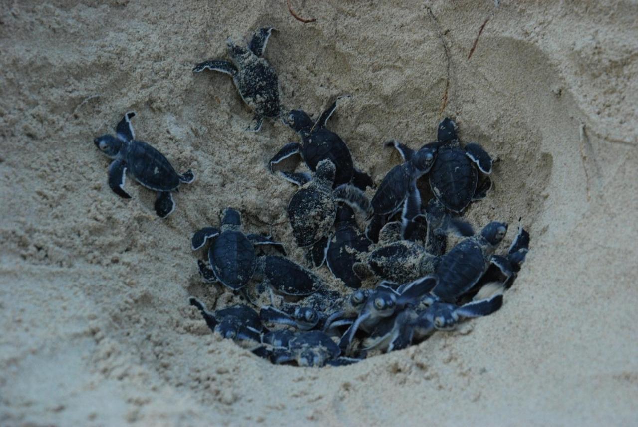 ホテル アンサナ ビンタン ラゴイ エクステリア 写真